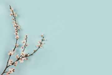spring, frame of spring flowers on a blue background
