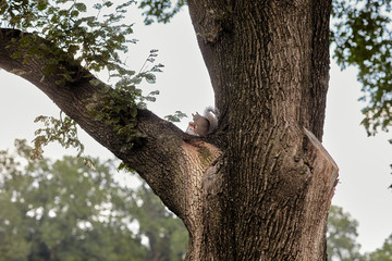 squirrel eating food on a tree