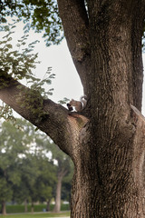 squirrel eating food on a tree