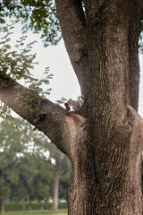 squirrel eating food on a tree