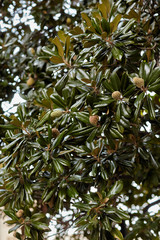 Tree branch with leaves