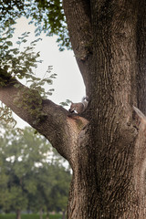 squirrel eating food on a tree