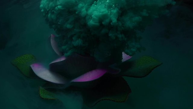 Lotus flowers and colors under the water on a black background