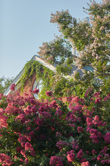 flowers  in the garden