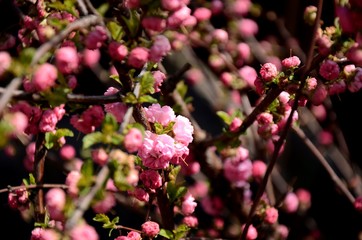 Close up of curly ornamental pink almond blossom on a branch growing in the garden. beautiful small pink flowers, floral background