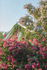 flowers  in the garden