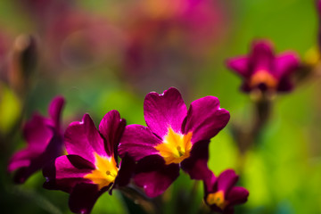 Close up vinous spring flower primula vulgaris, vivid colors, copy space