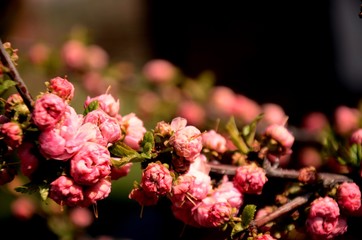 Close up of curly ornamental pink almond blossom on a branch growing in the garden. beautiful small pink flowers, floral background