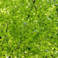 Fototapeta na wymiar green fresh leaves on sky background