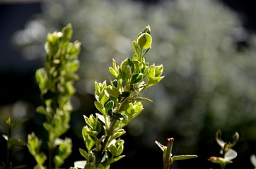 close up and detailed yellow - green leaves, twigs, branches of boxwood bush on a sunny day growing on soil on flowerbed. Floral background, Floral texture. 