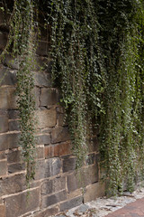Stone wall with vines