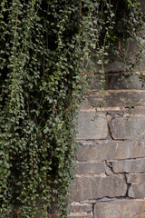 Stone wall with vines