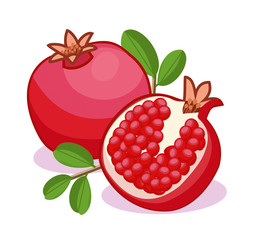 Pomegranate isolated on white background. Vector illustration.