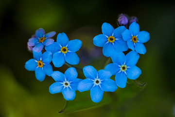 Heart shaped blue forget-me-not flowers, macro photo