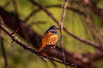Black Redstart