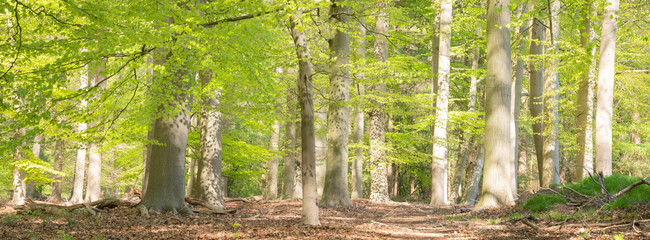 Fototapeta premium fresh green beech forest on spring morning in april
