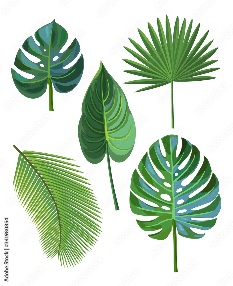 Wall mural tropical leaves isolated on a white background.