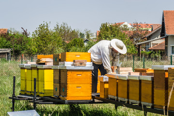 Chancellor at the inclination of honey 
