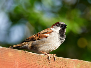 A House Sparrow (Passer domesticus) with its beak open sat on a garden fence.
