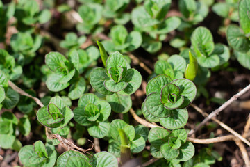 Fototapeta na wymiar young mint plants grow in the garden