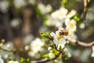 Flowering cherry branch