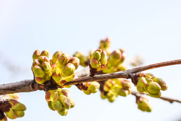 Green unblown buds on a tree