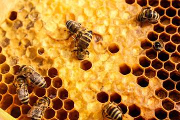 bees on honeycombs
