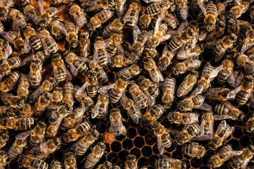 bees on empty honeycombs