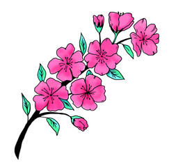Colorful branch of blooming cherry. Hand drawn illustration