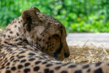 A sleepy cheetah at the zoo