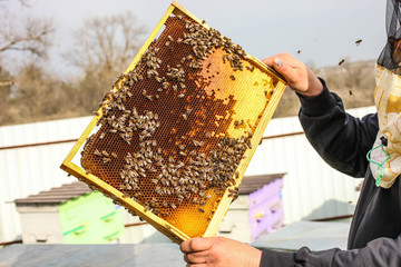 beekeeper holds a honeycomb with bees