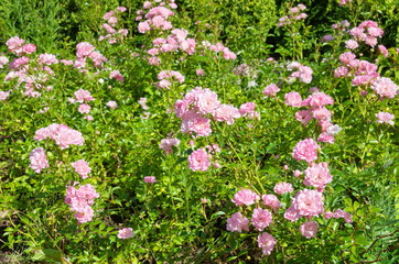 Obraz premium Luxuriantly blooming low-growing pink roses