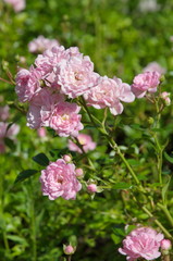 Soft pink shrub roses bloom in the garden
