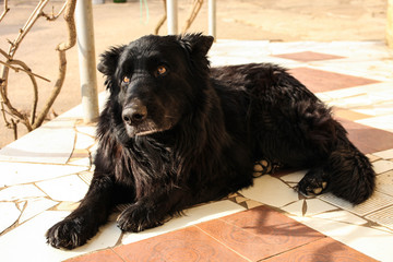 Black German shepherd