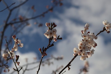 Cherry blossoms wants to touch the sky