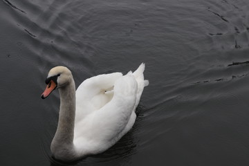 Obraz premium A lonely Swan on the lake