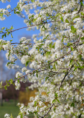 wiosenne drzewa w parku