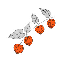 Physalis branches, hand-drawn vector illustration . Isolated Winter cherry on a white background