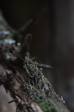 Macrophotography. Moss and lichen.