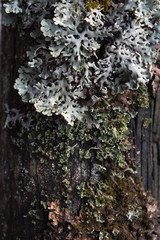 Macrophotography. Moss and lichen.
