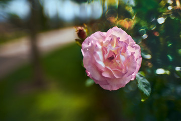 delicate and wonderful pink rose blooming 2