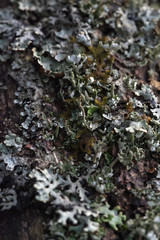 Macrophotography. Moss and lichen.