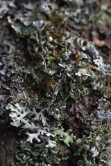 Macrophotography. Moss and lichen.
