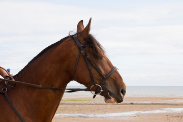 portrait of a horse being ridden on the beach.