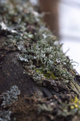 Macrophotography. Moss and lichen.