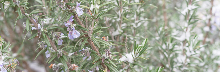 Panoramic blooming purple rosemary flower under freezing snow blanket near Dallas, Texas, USA