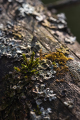 Macrophotography. Moss and lichen.