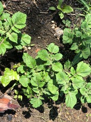 Potato plant in field 