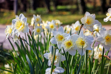 Fototapeta premium Daffodils in Spring