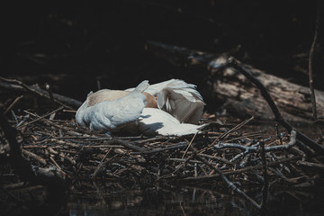 swan sits in the nest